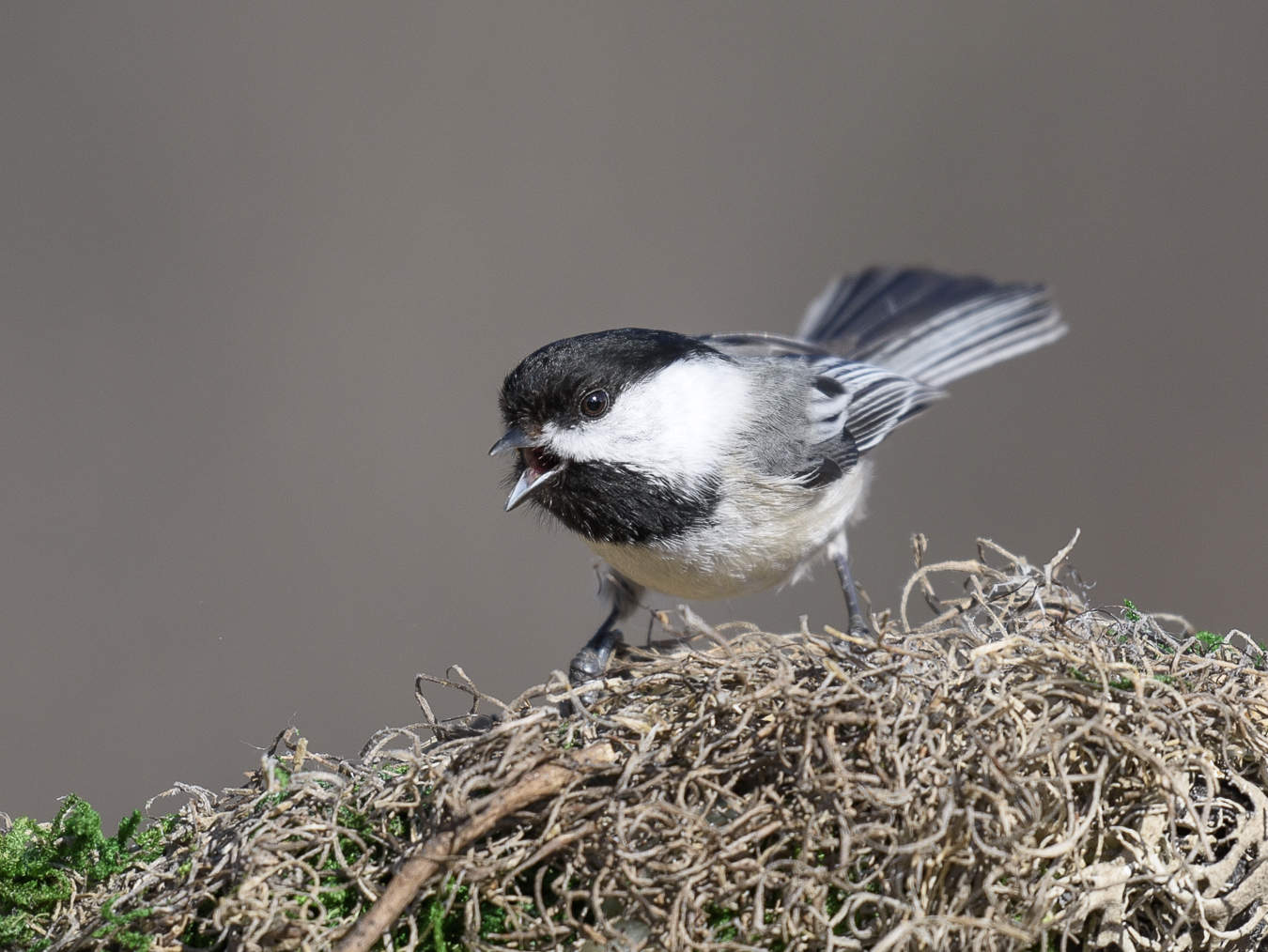 Black-capped Chickadee