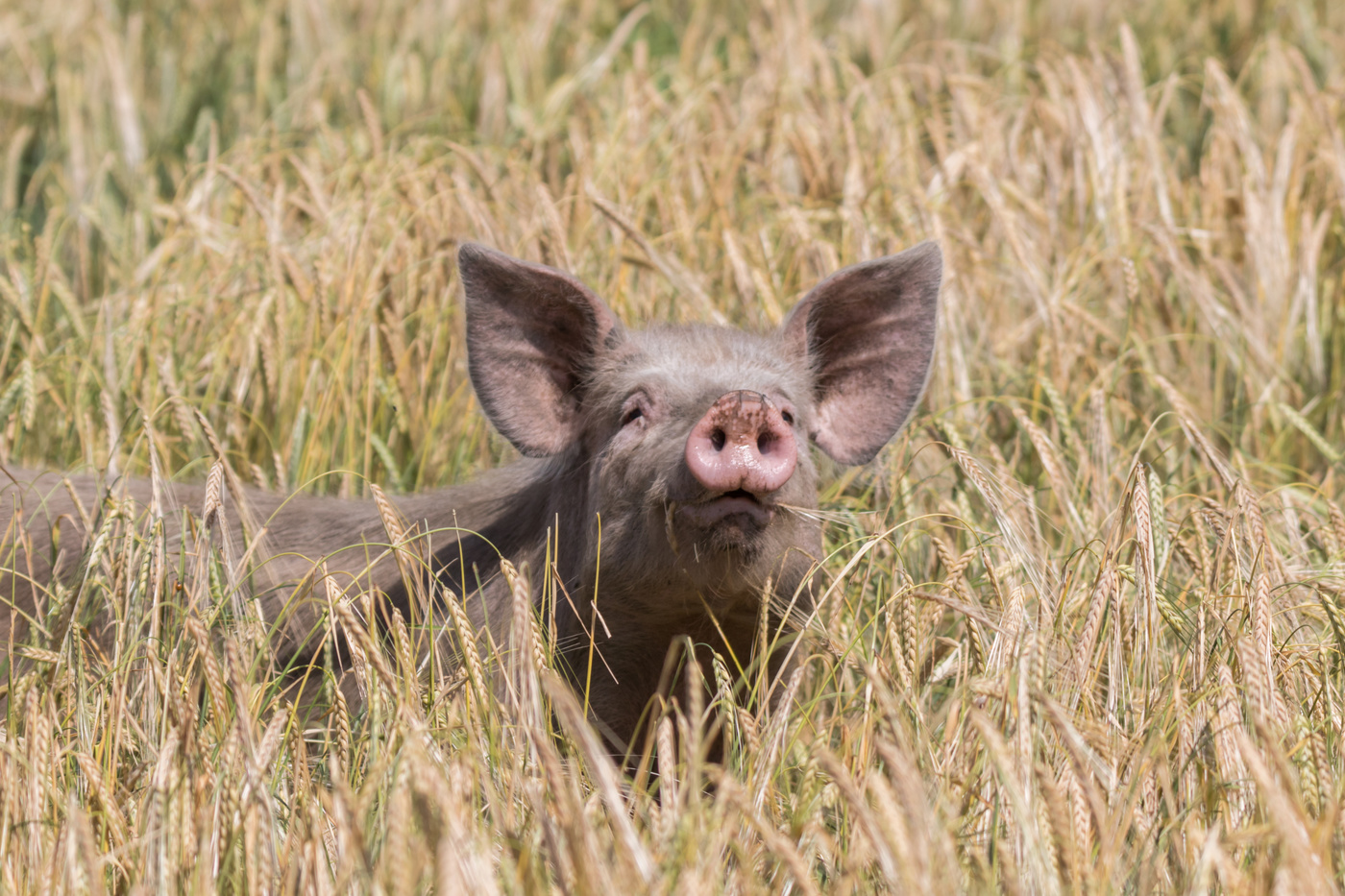 Незнакомое лицо