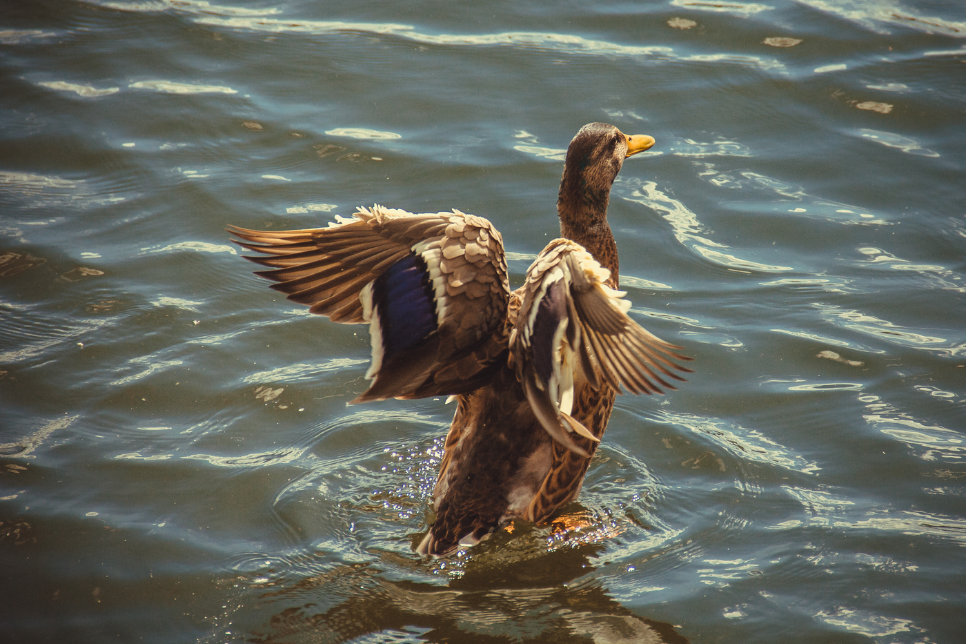 Утка на Енисее в Красноярске.