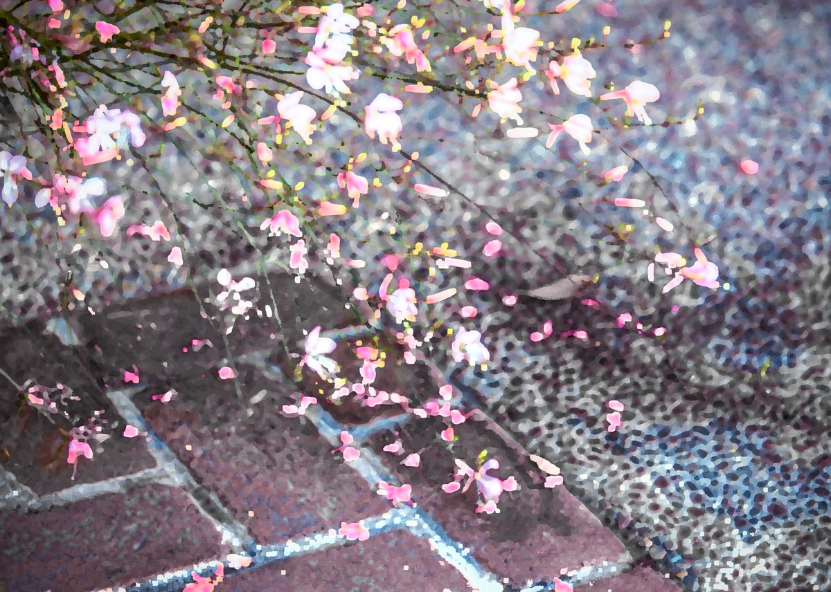 Цветы и камни