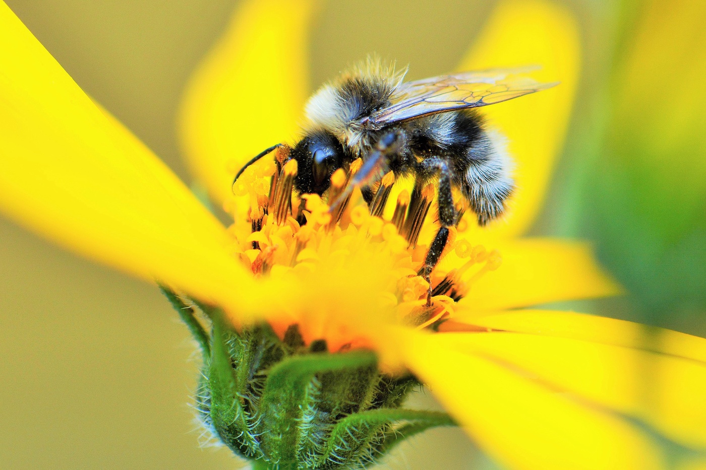 "А шмель уселся на цветок ..."