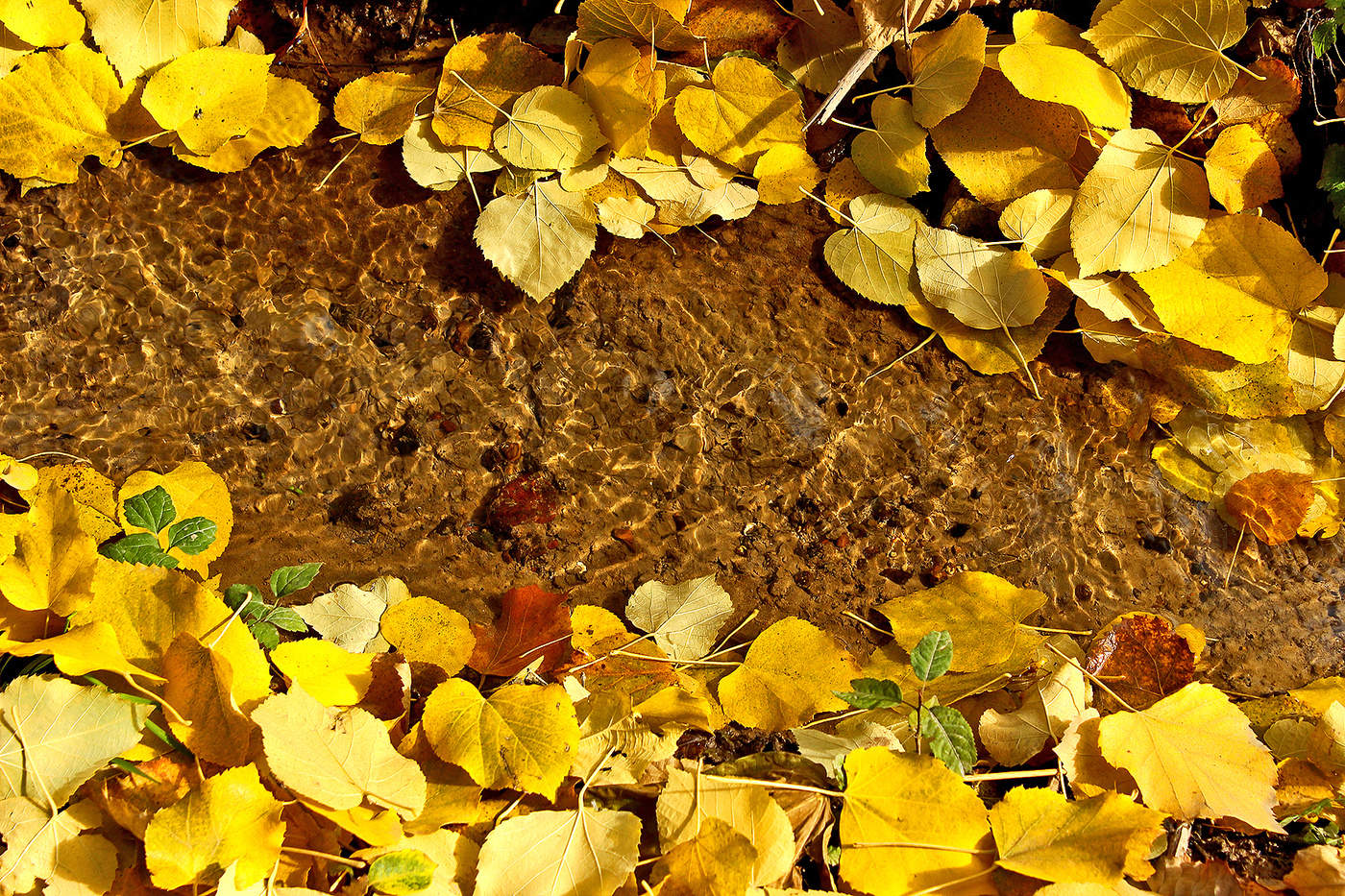 Бежит ручей, звенит ручей на поле золотом..