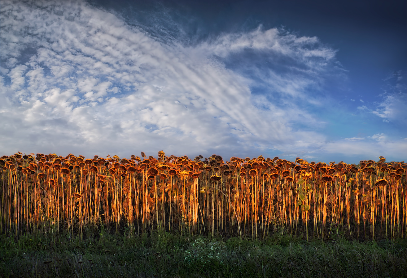 Подсолнухи