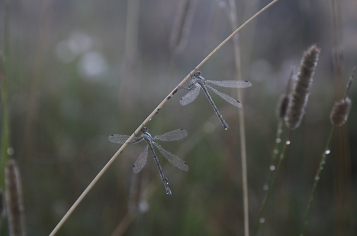 ... прикол ...