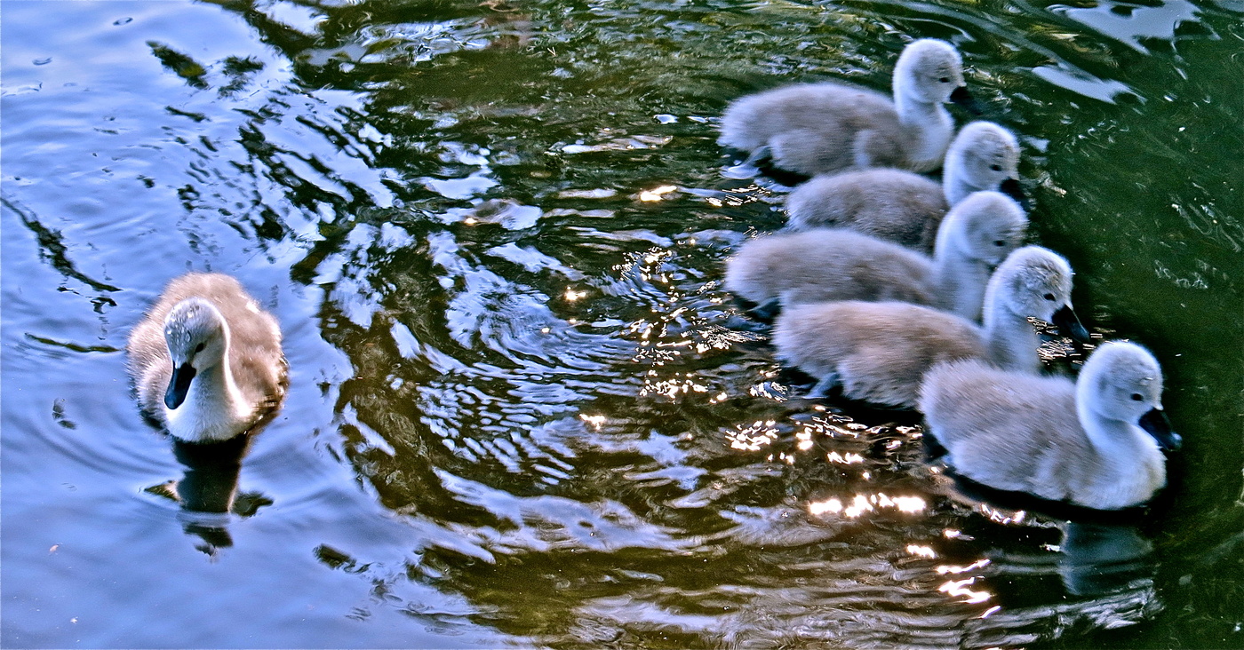 Лебедёнок по имени Некаквсе
