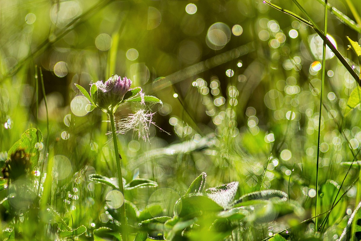 маленькая страна