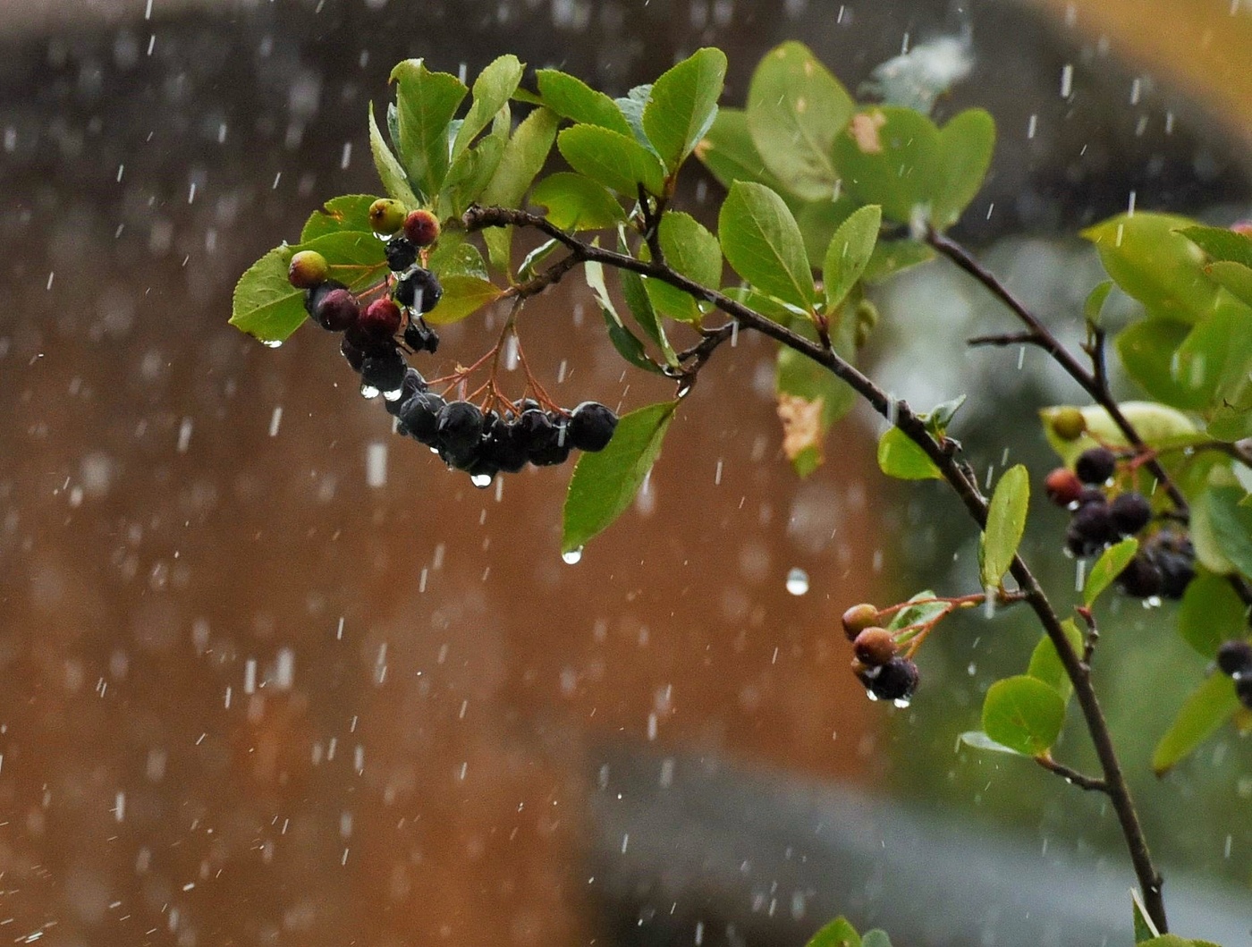 "То были капли дождевые, летящие из света в тень"