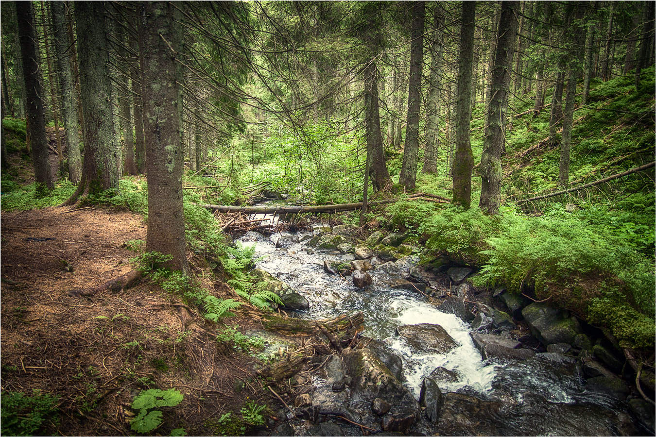 Лесные дебри