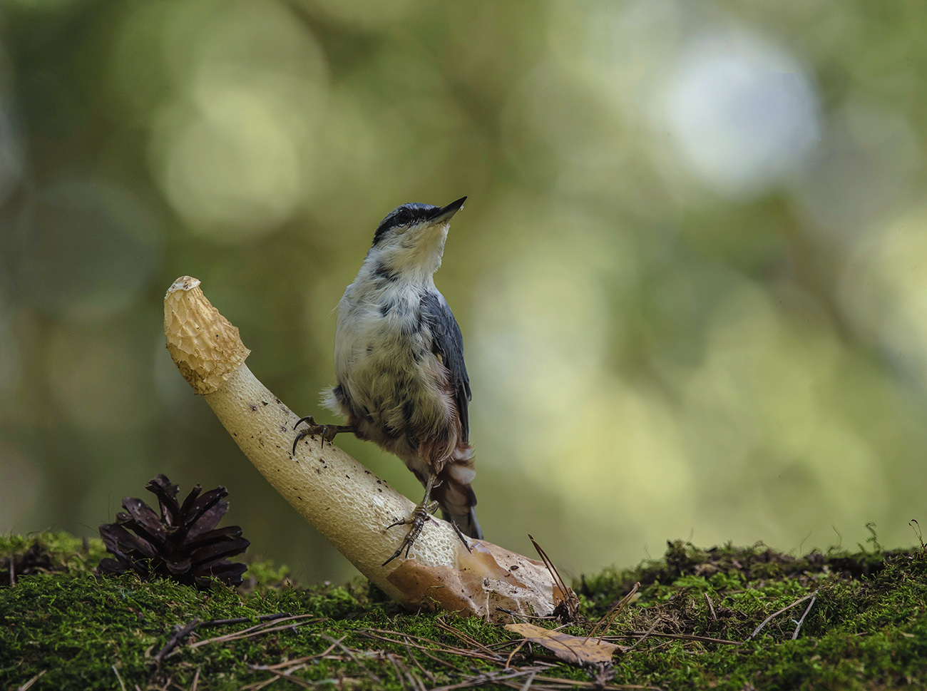 Весёлка обыкновенная