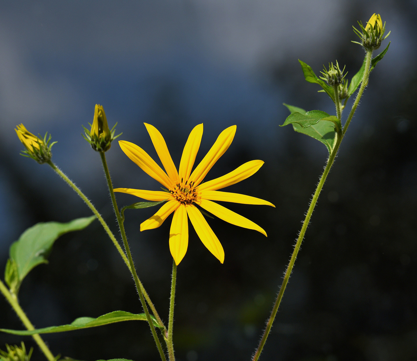 "Цветы чисты, красивы и невинны ..."