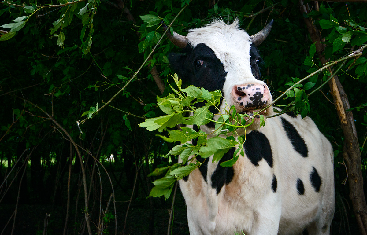 Портрет тёлки...