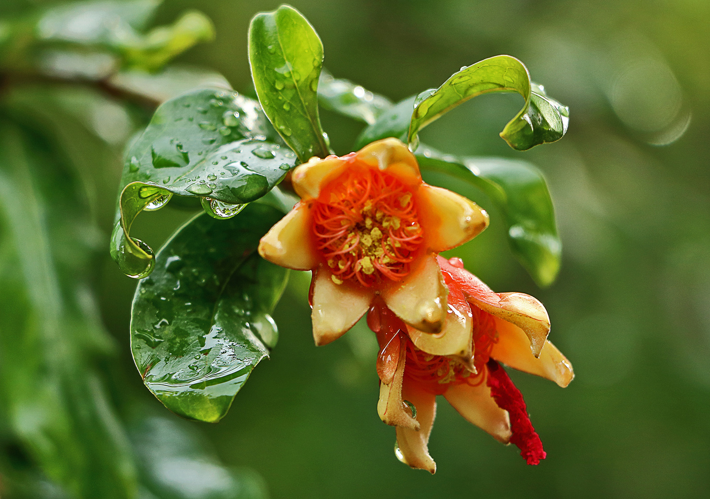 Дождь покапал и прошел...