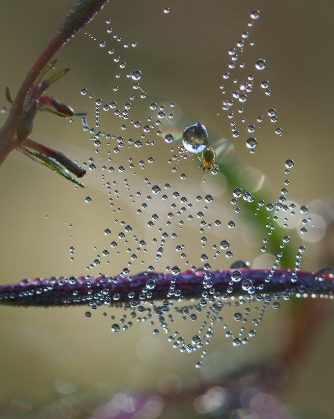 Как паучок росинки развешивал