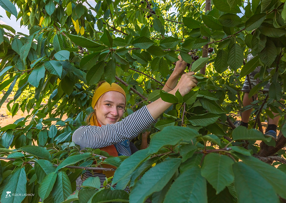 Из серии «Фоторепортаж уборки черешни»
