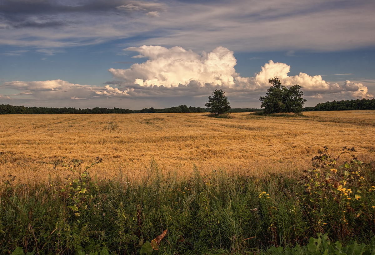 Жатва. Август.