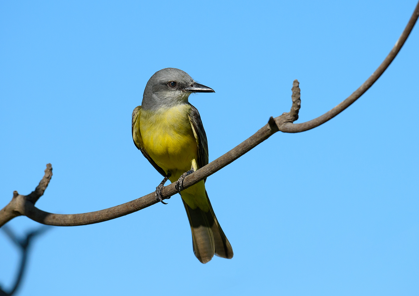 Cassin's kingbird (Tyrannus vociferans)