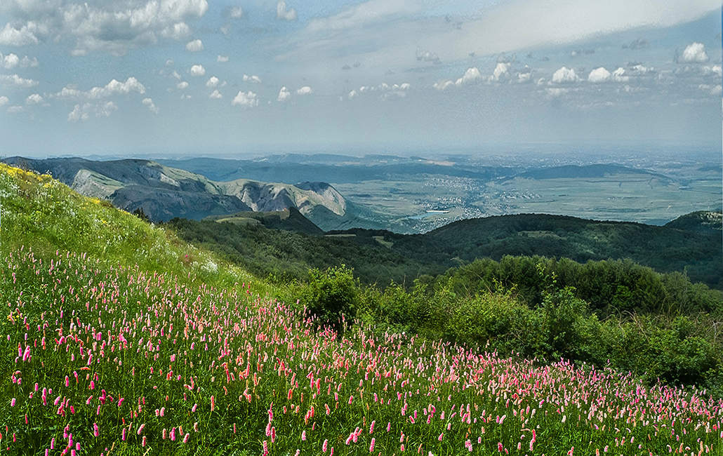 Пора цветения