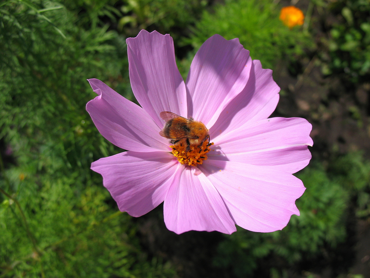 Шмель и космея