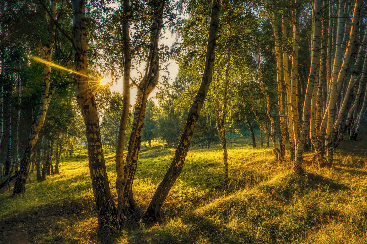 Вечер в березовой роще