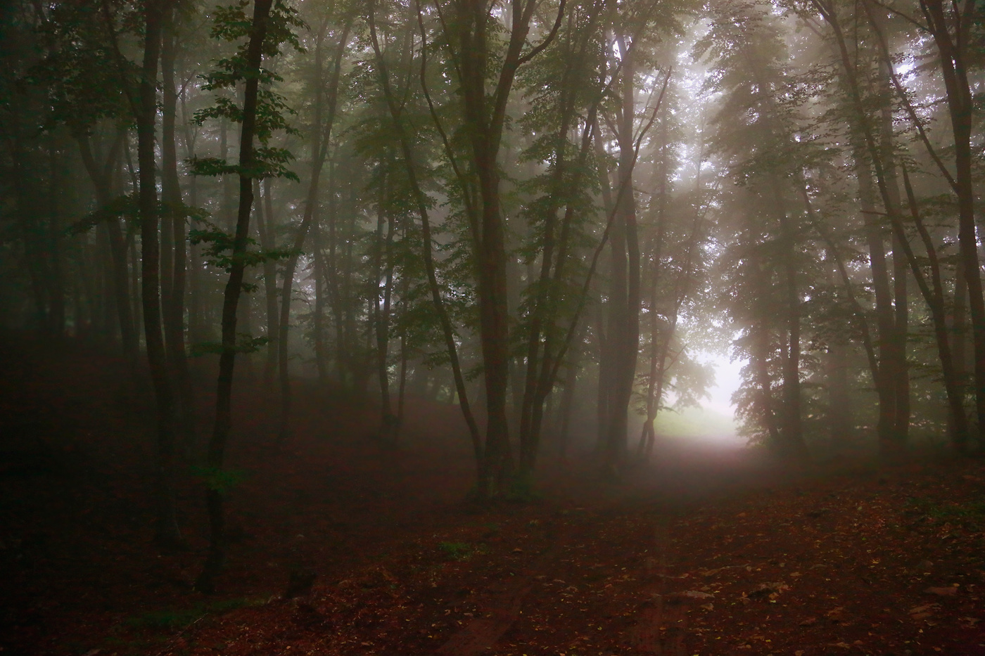 Лес на краю света...