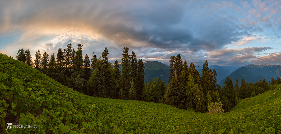 Пихты в горах