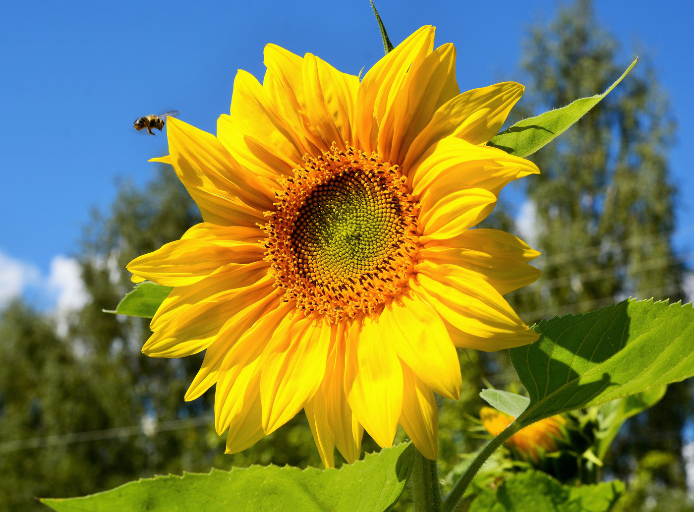 "Подсолнухи пахнут солнечной свежестью"