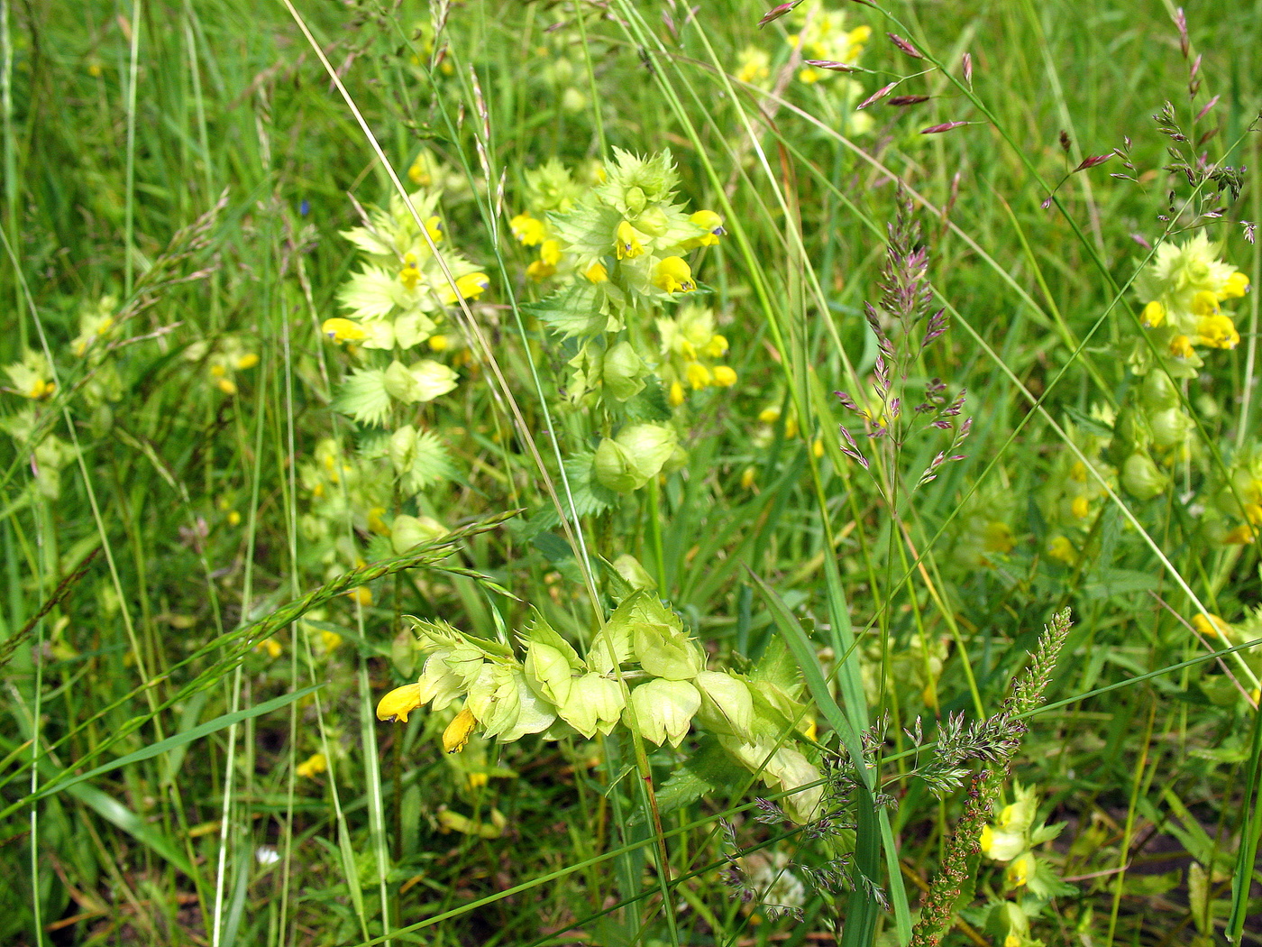 Травы-муравы