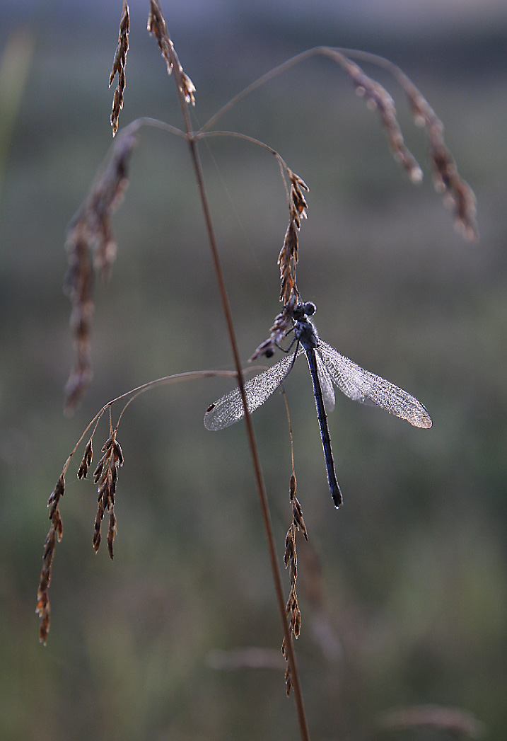 Травы-муравы