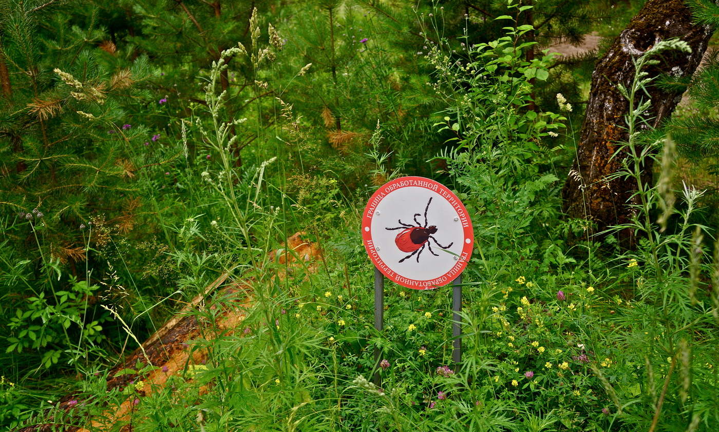 Травы-муравы