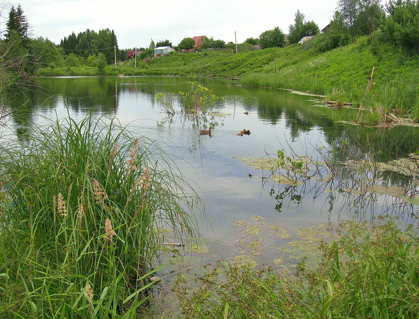 Травы-муравы