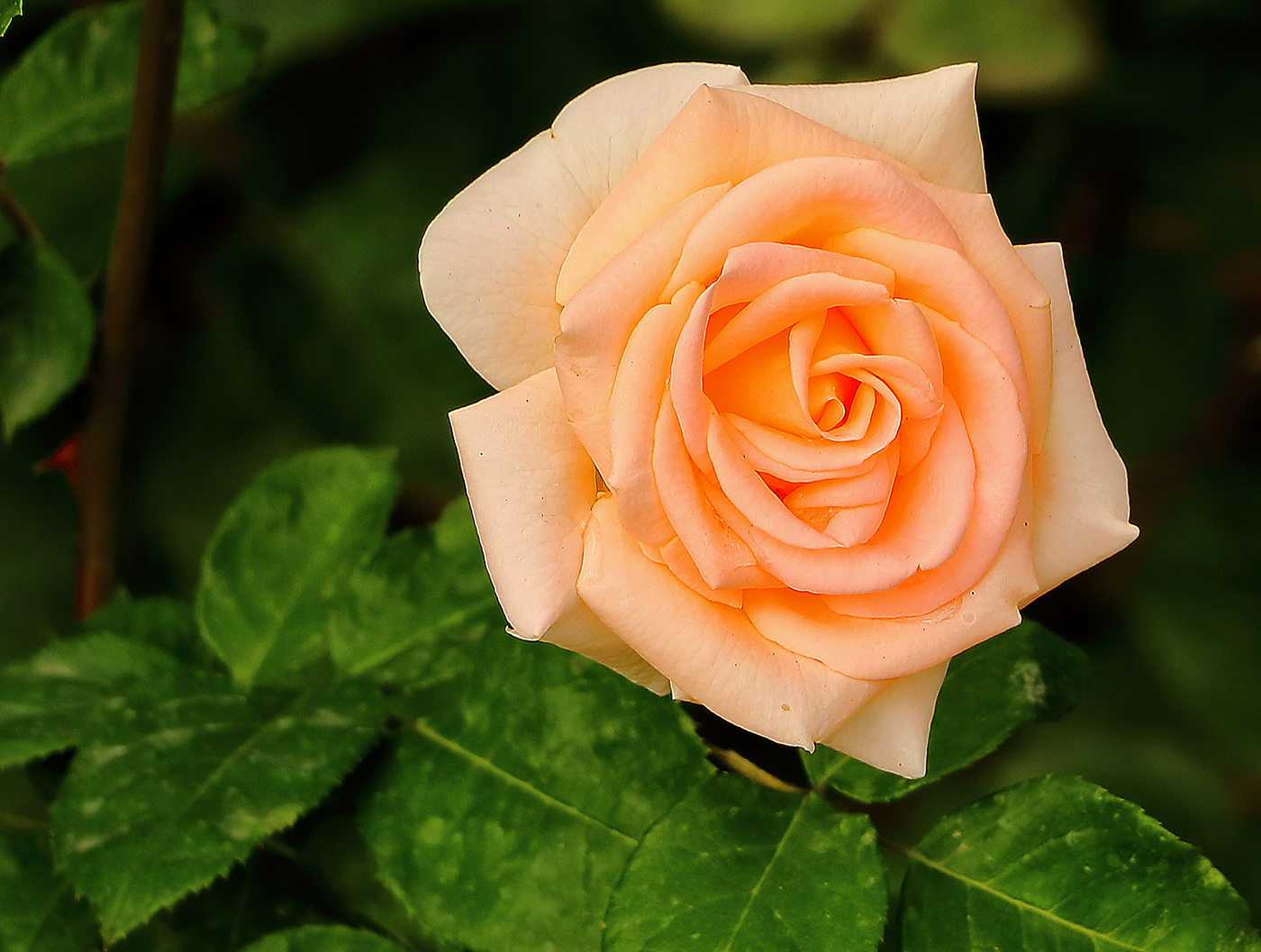 Сплошной гламур...