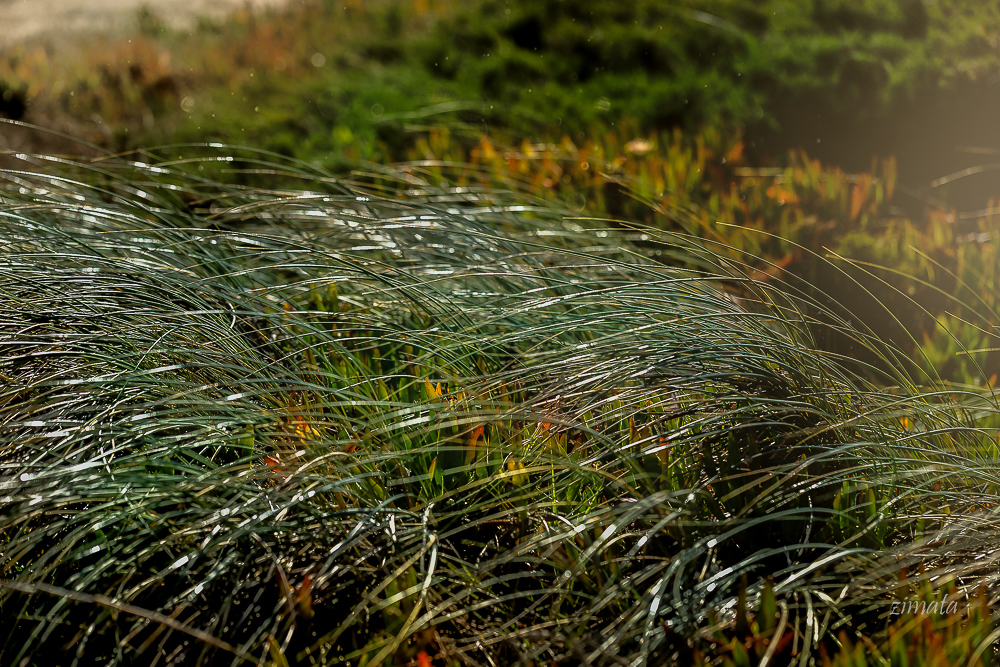 Травы-муравы