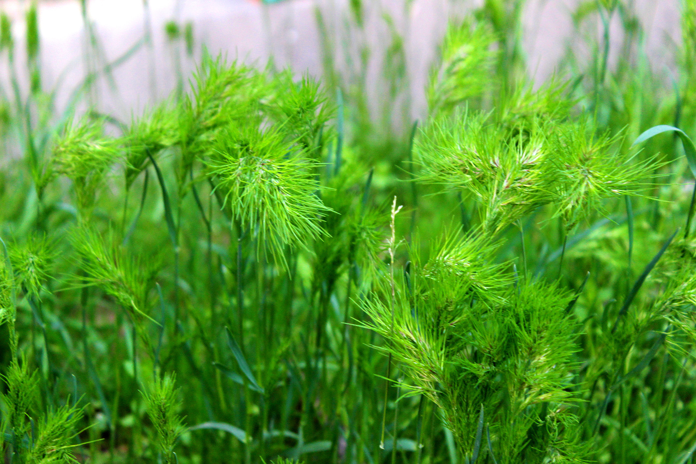 Травы-муравы