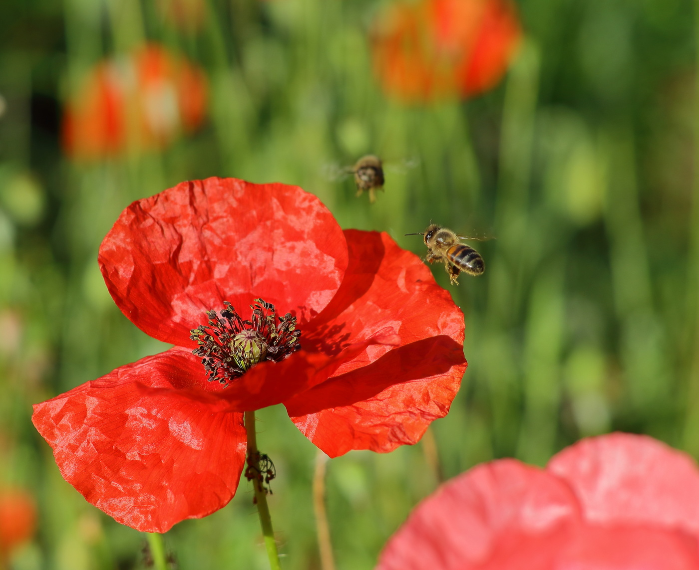 Травы-муравы