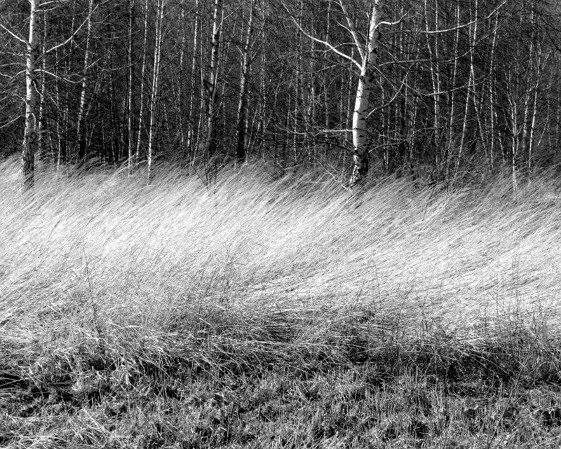 Травы-муравы