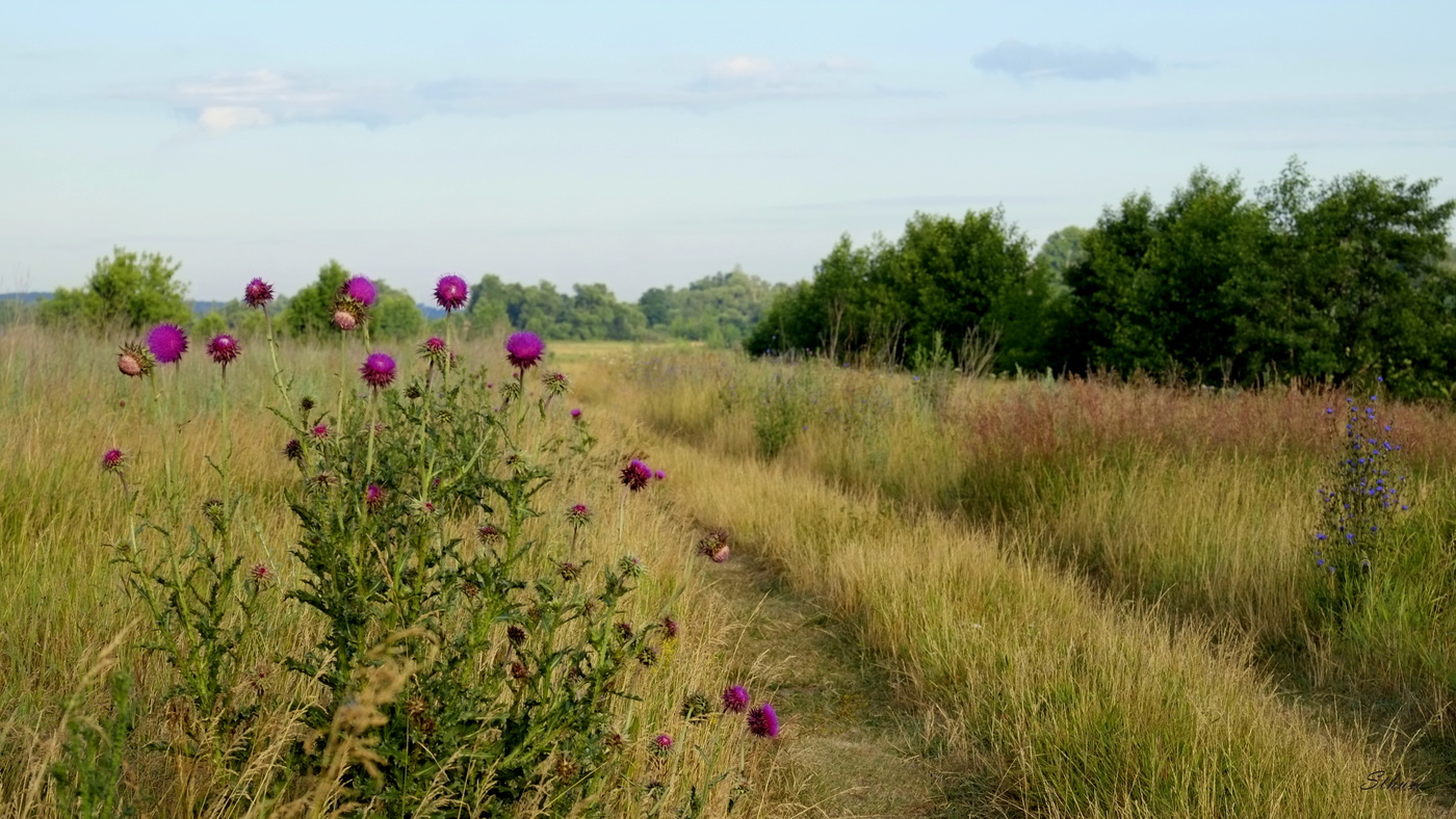 Травы-муравы
