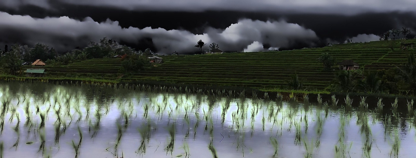 Травы-муравы