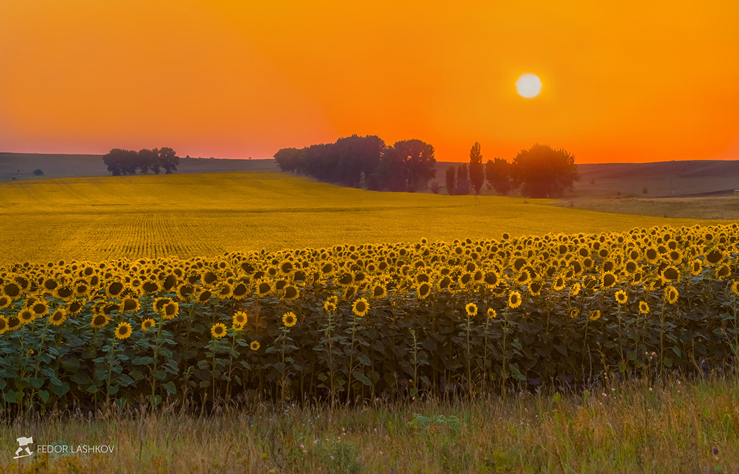 Золотое поле подсолнухов