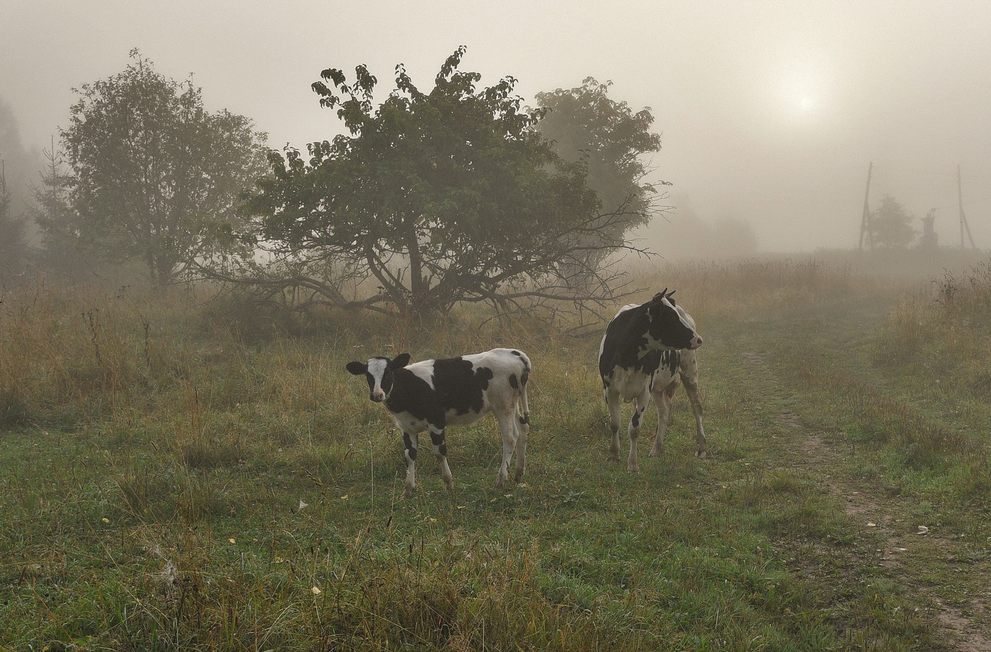 Утро в деревне...