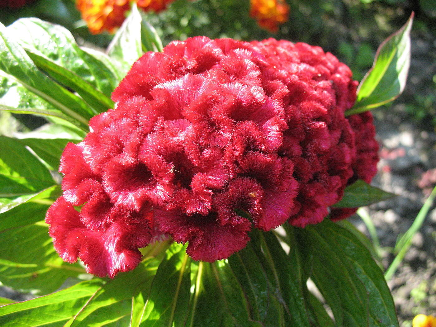 Интересный цветок