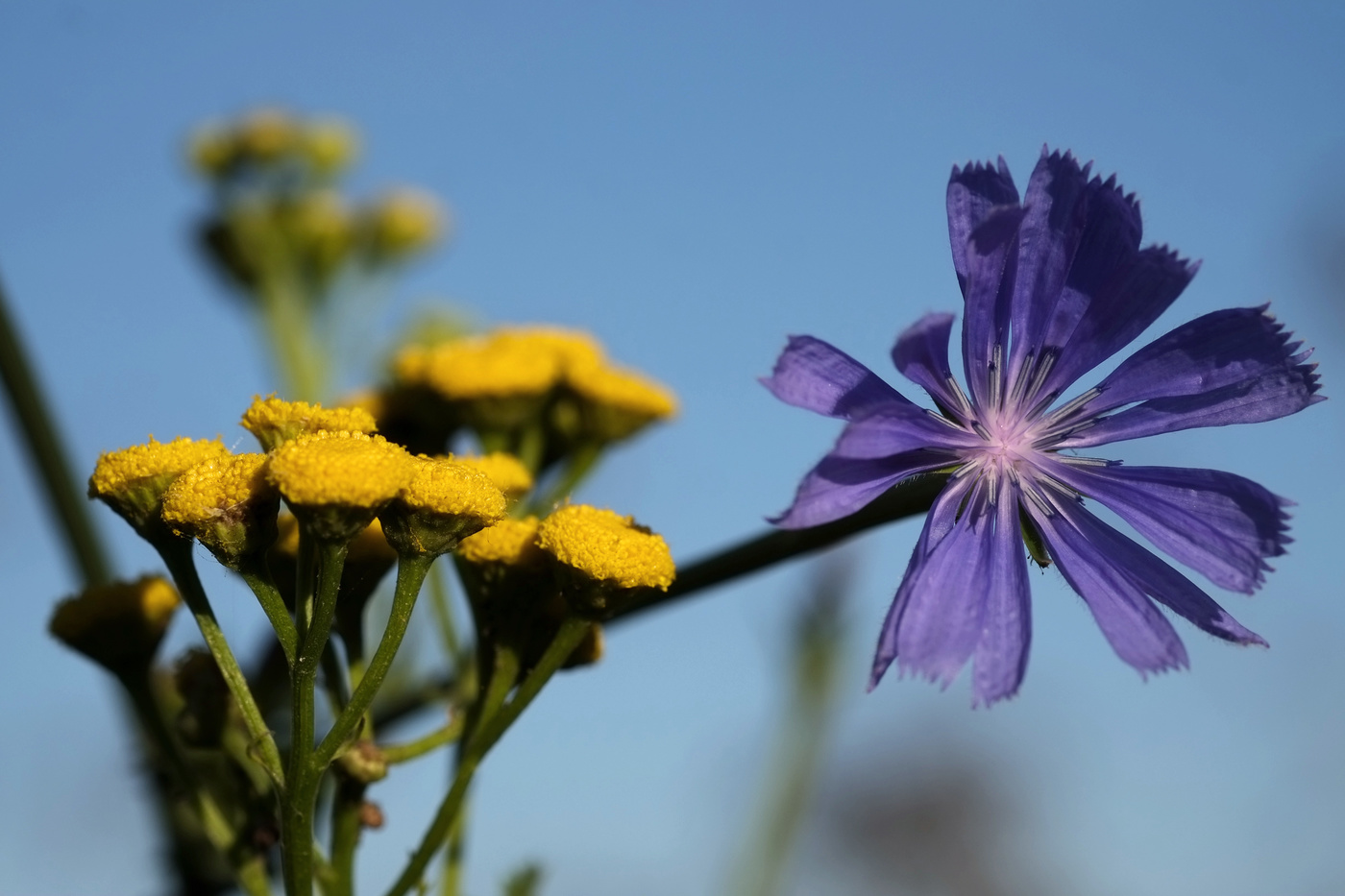 Цветы полевые.