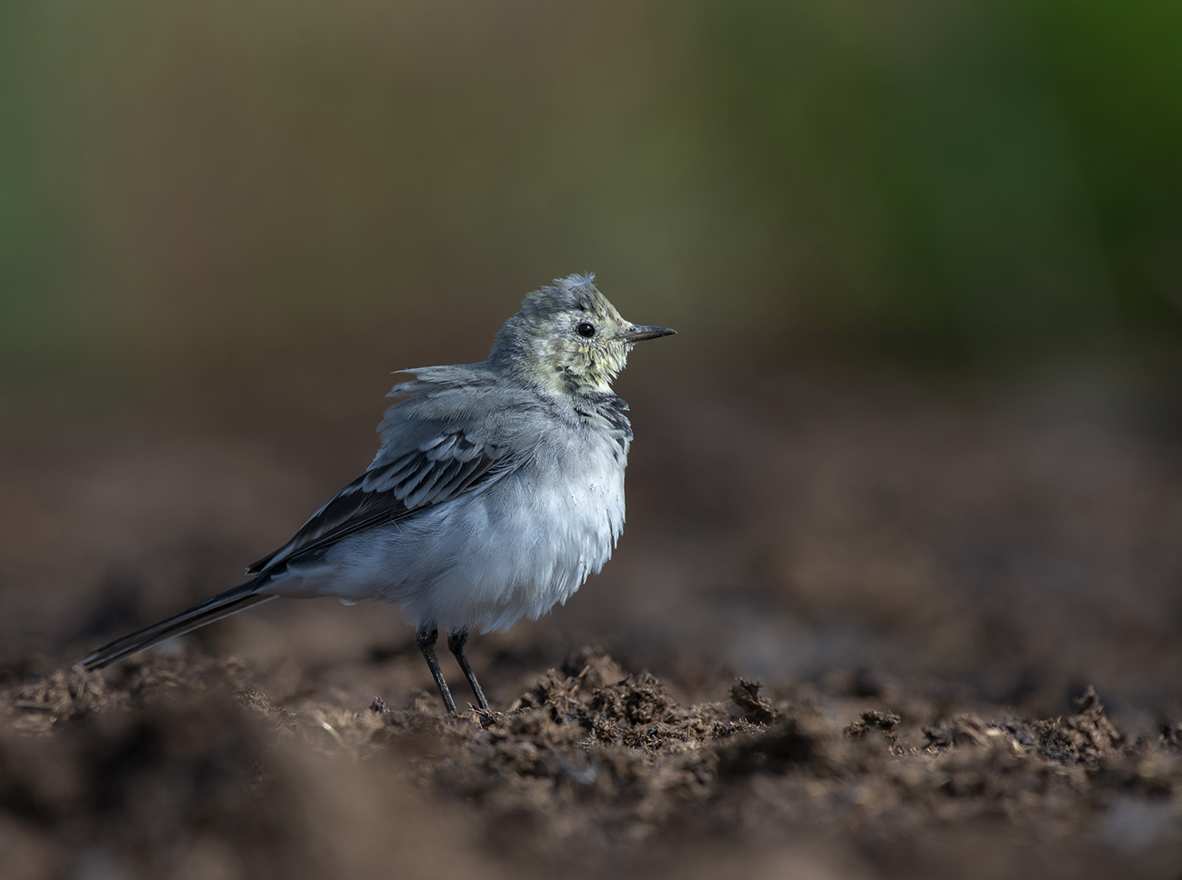 Взъерошенный