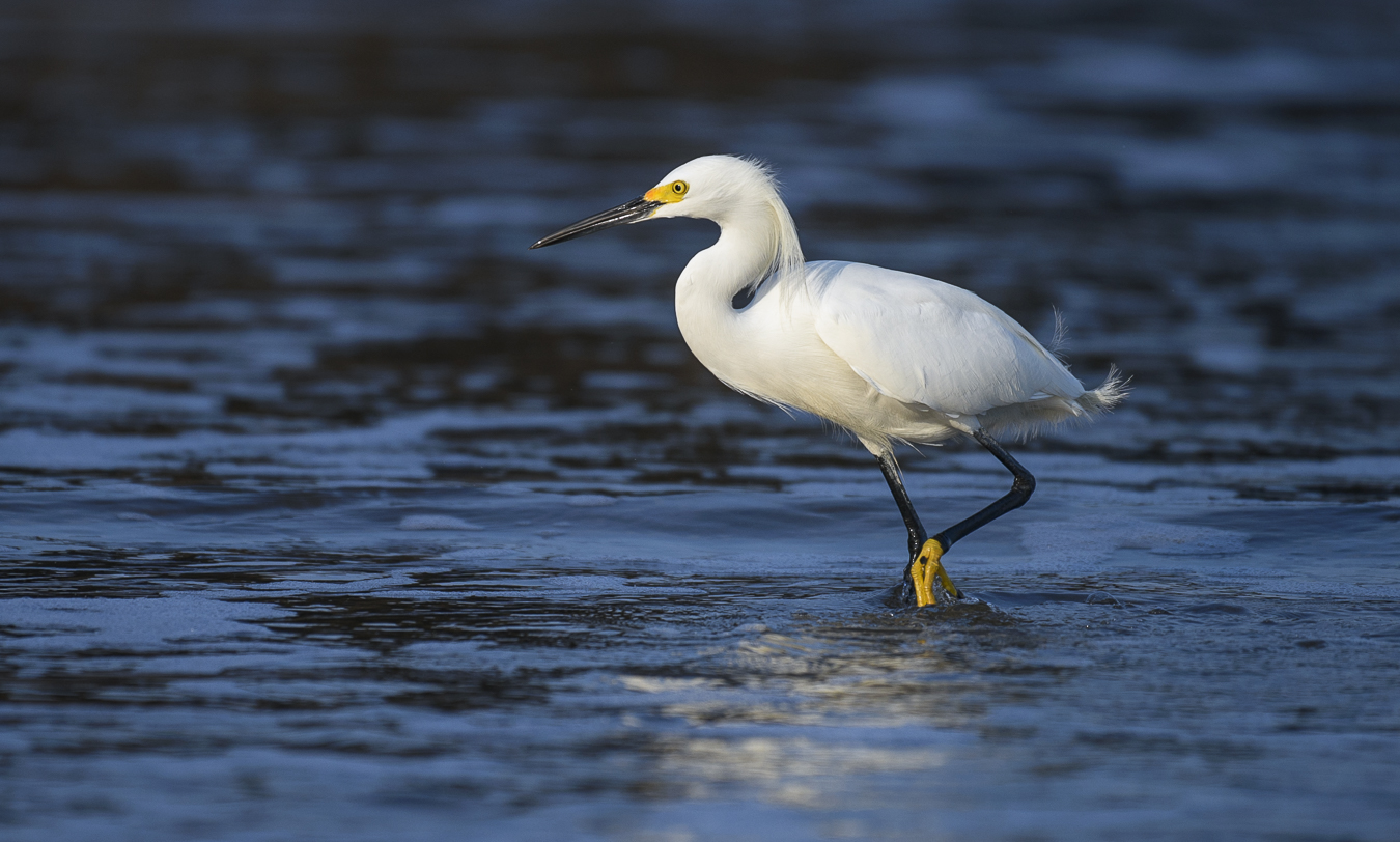 Snowy Egret