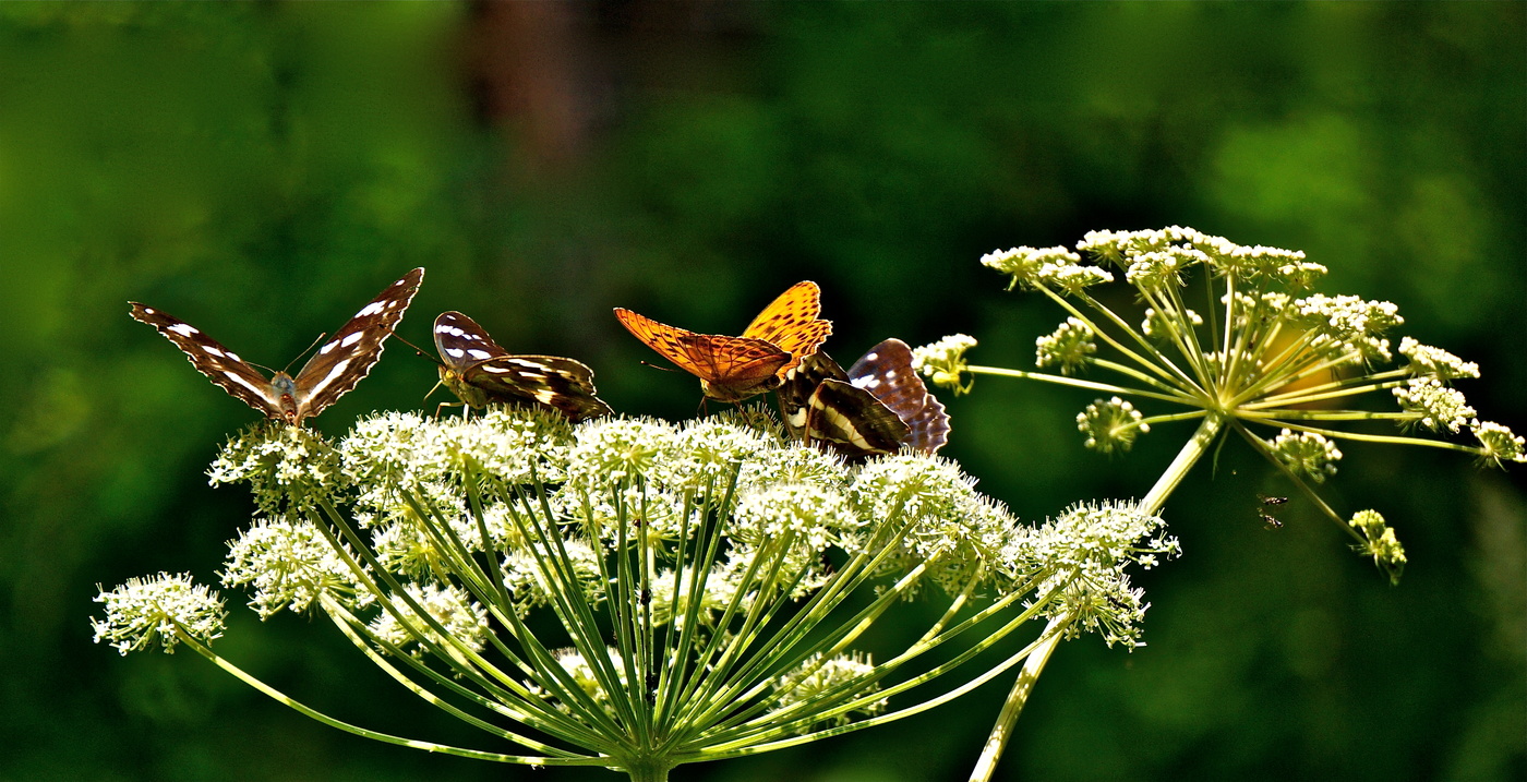 Нынче Муха-Цокотуха Именинница!
