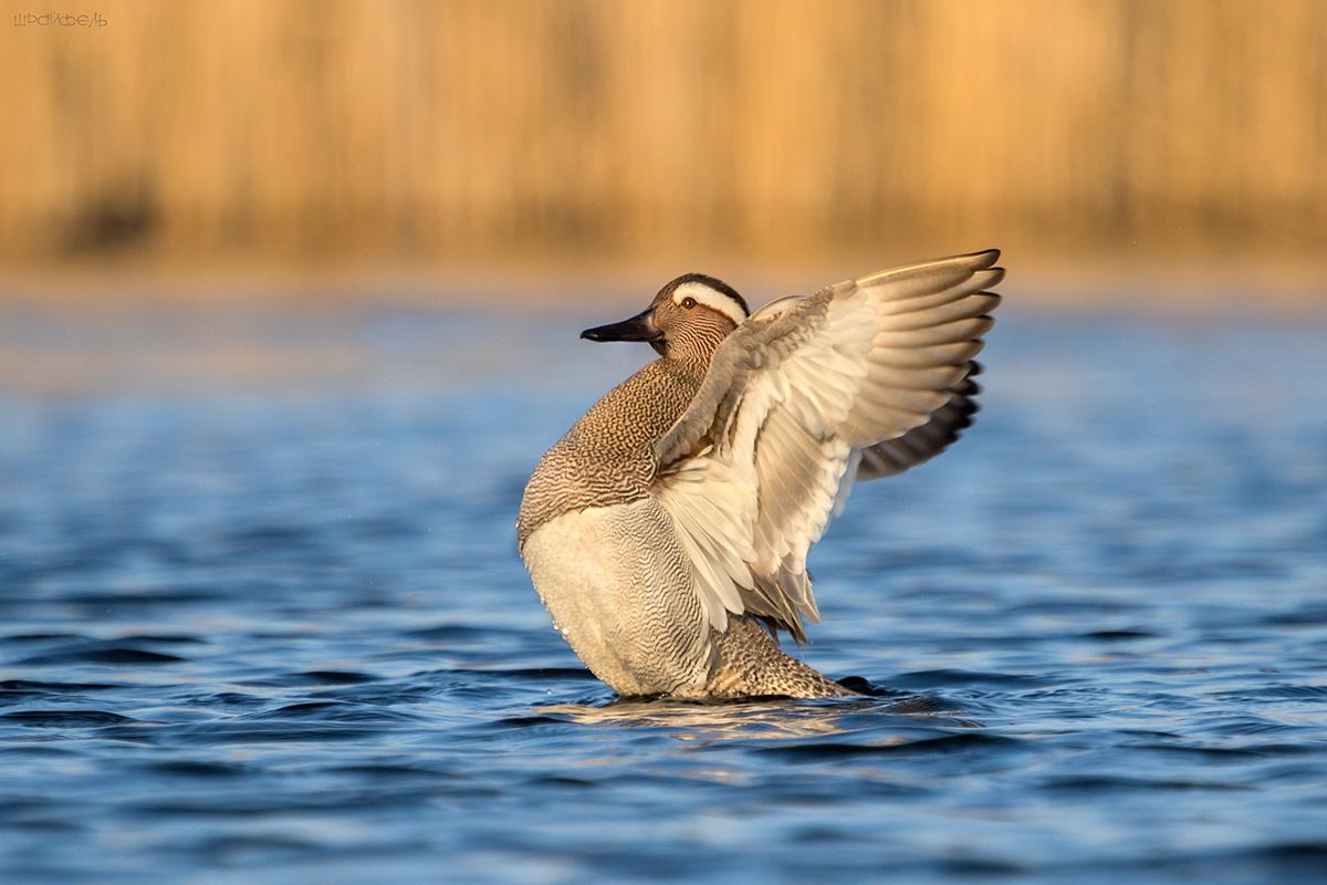 Чирок-трескунок