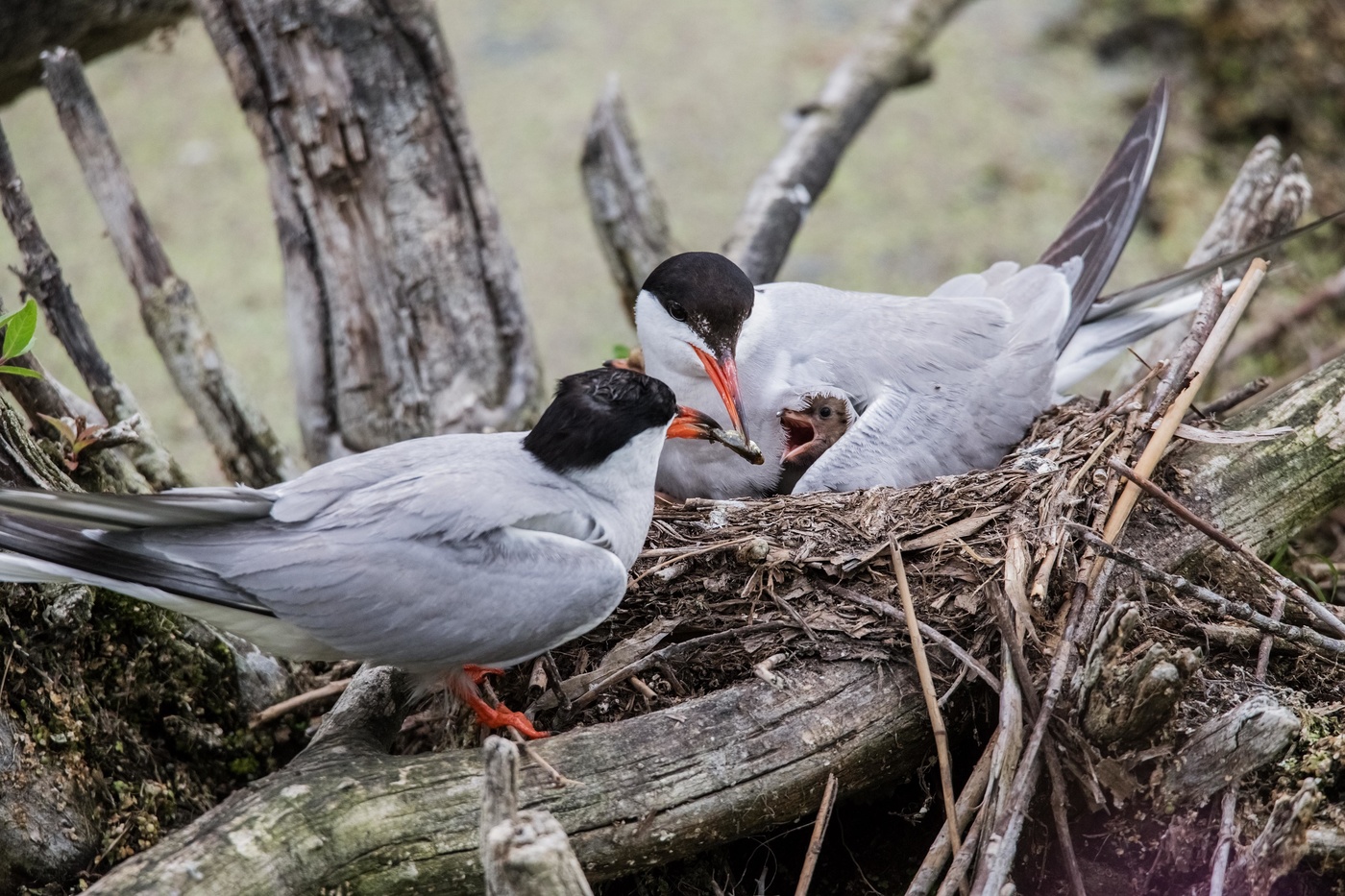 речные крачки