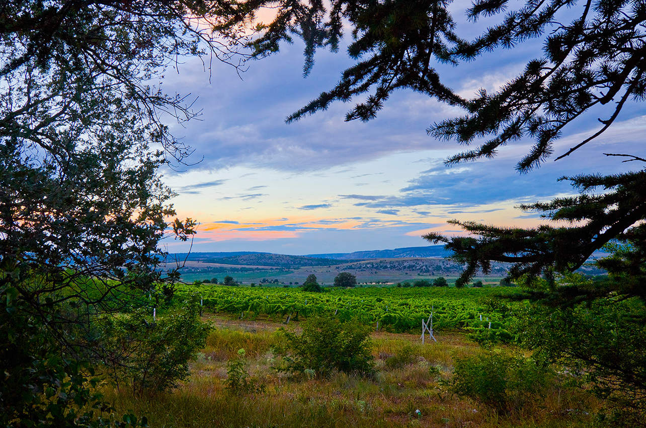 Виноградники Севастополя