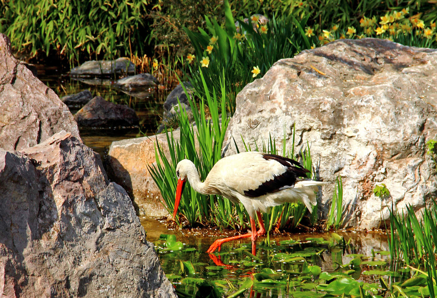 Ох, вкусны лягушки, особенно, царевны!..