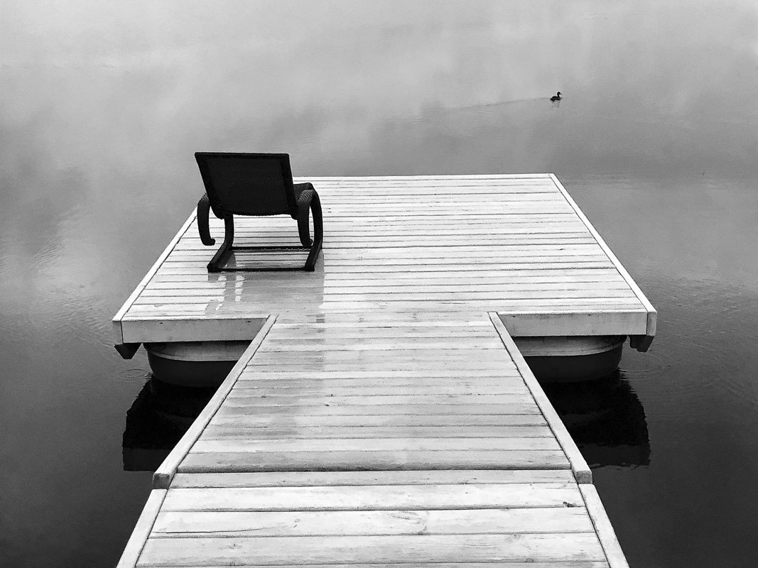 Вечерний этюд с кряквой II