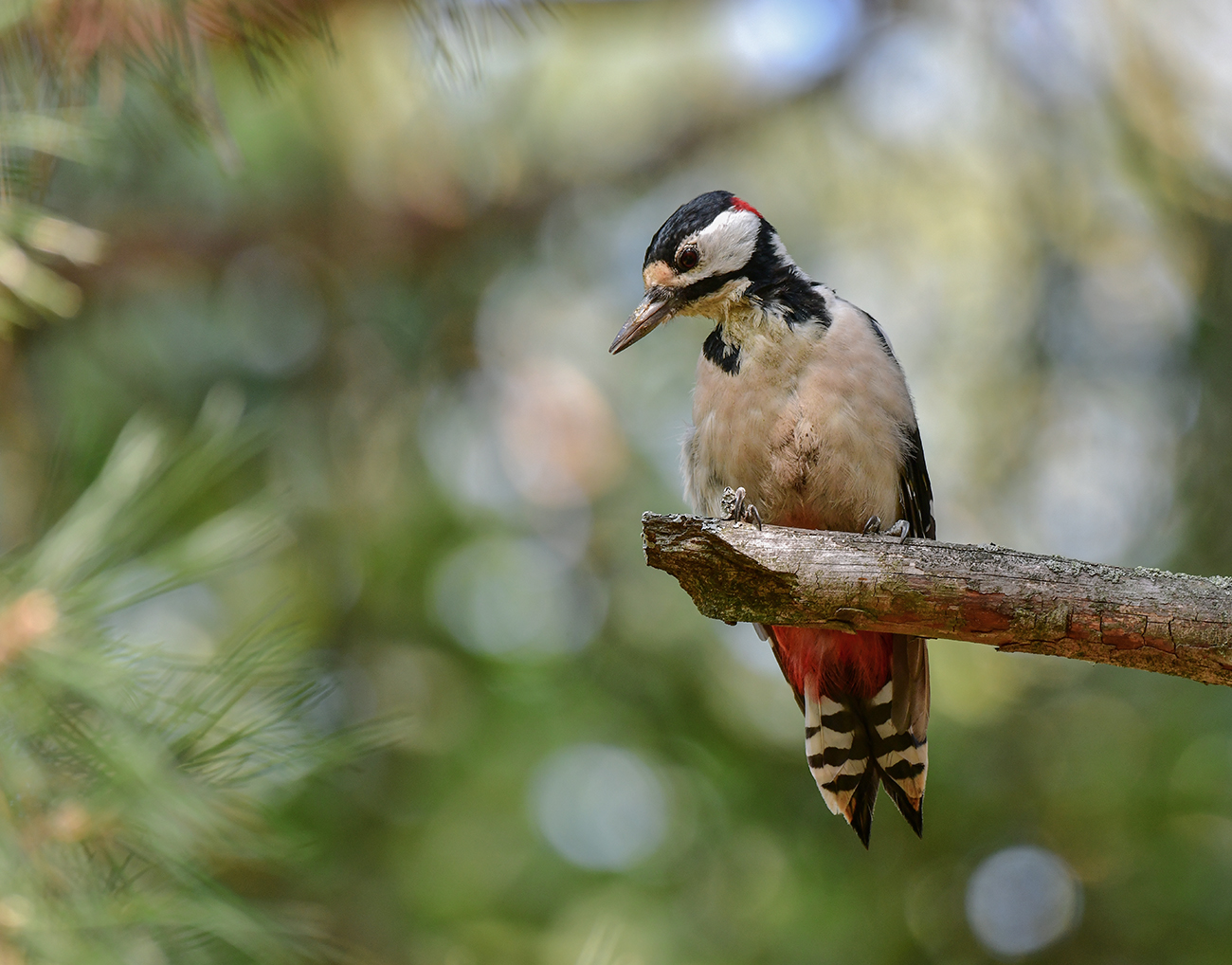 Картинка из леса.